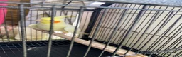 Cockatiels birds for sale: Cockatiels lutino mix and pied 12 weeks old - Advert 4