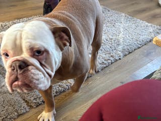 English Bulldog dogs 11month old English bulldog - Advert 1