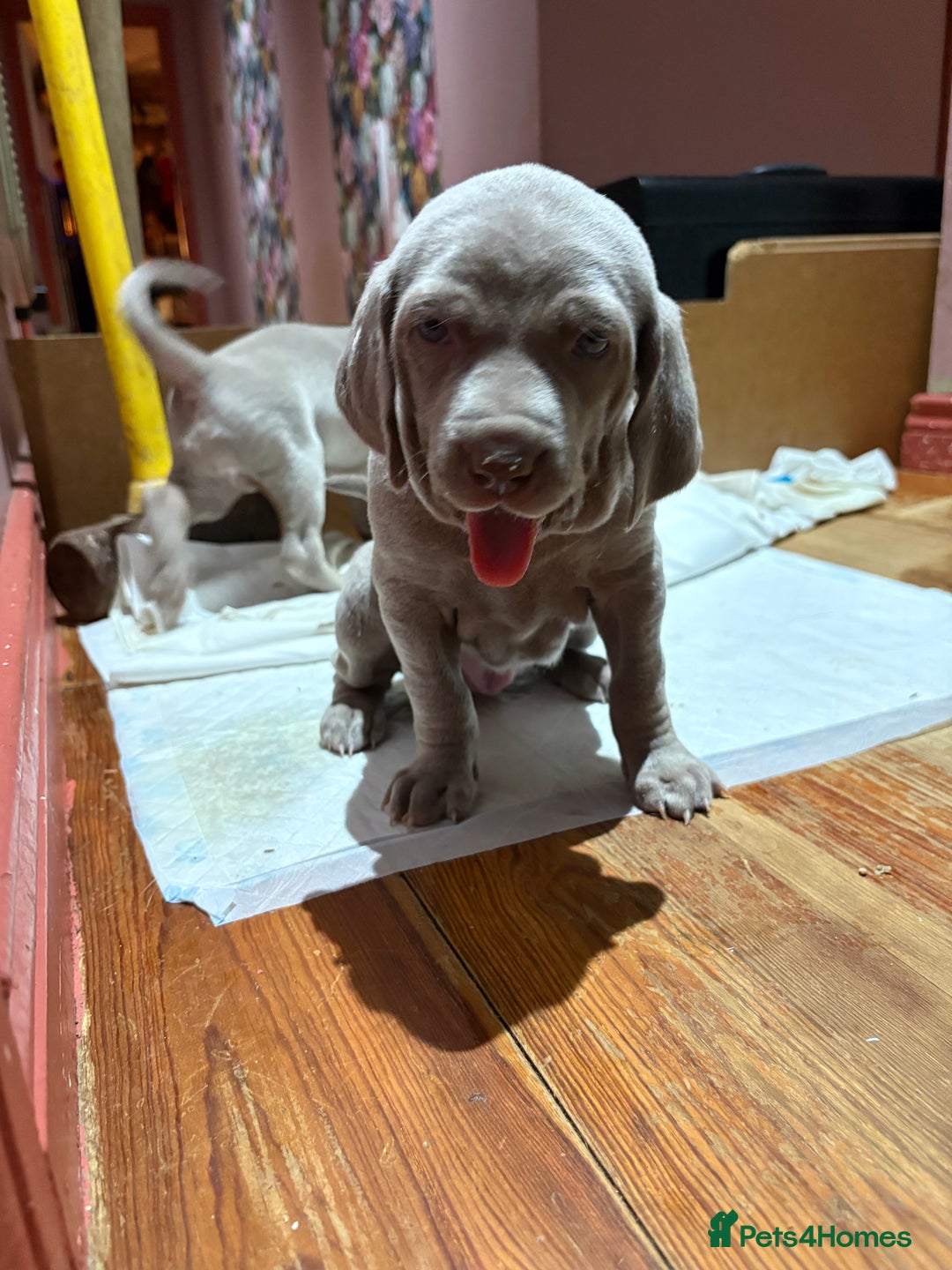 Weimaraner dogs for sale: Weimaraner pups  - Advert 4