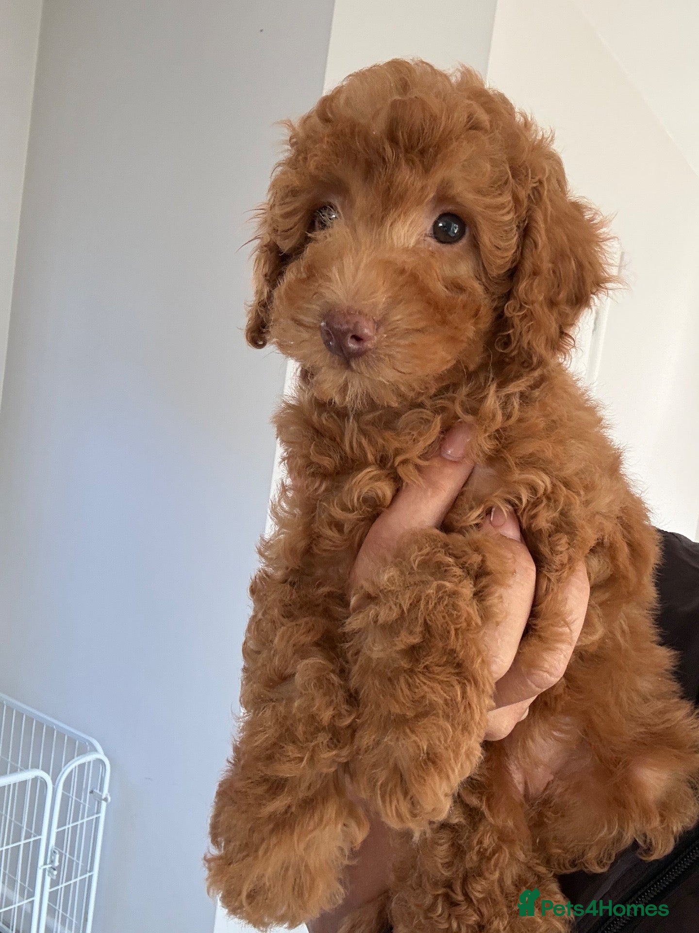Cavapoo dogs Exceptional health tested Cavapoo puppies - Advert 1