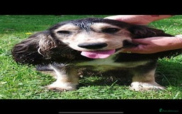 Cocker Spaniel dogs for sale: Adorable cocker spaniel puppy’s  - Image 13