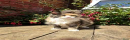 Maine Coon cats for sale: Beautiful TICA-Reg MaineCoon needs a Loving Home in London - Advert 7
