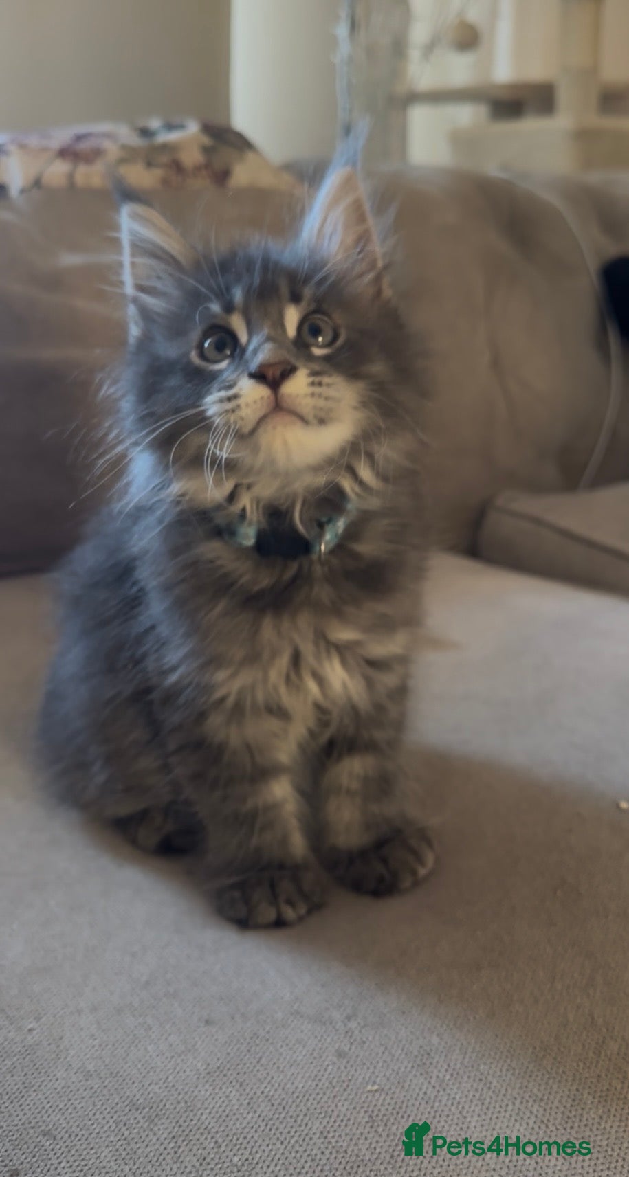 Maine Coon cats chunky tica Maine coons (active/pet)  - Advert 3