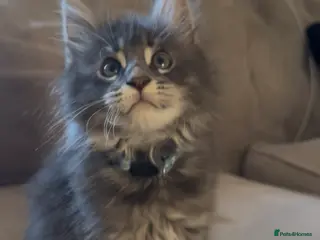 Maine Coon cats chunky tica Maine coons (active/pet) - Advert 3