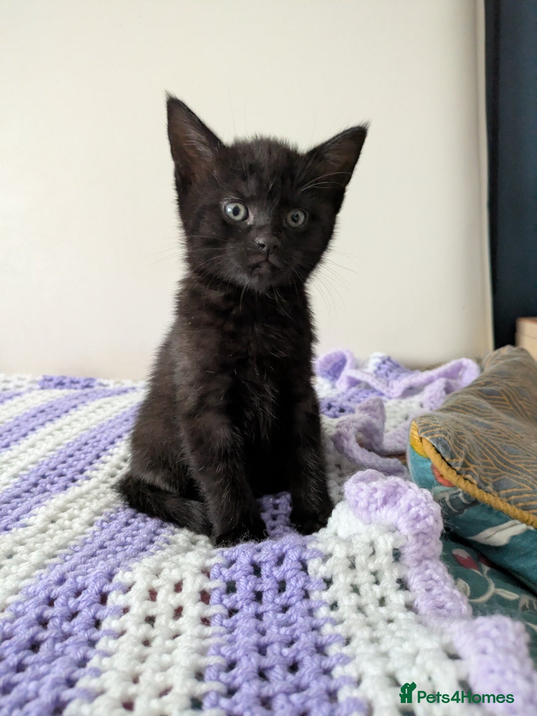 Bengal cats for sale: Spotted Bengal kittens ready now - Advert 10