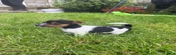 Jack Russell dogs for sale: Jack Russell puppies  - Advert 3