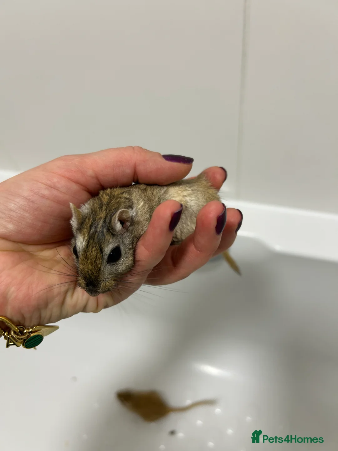 Gerbil rodents for sale: 2 gerbils males with cage and additions  - Advert 3