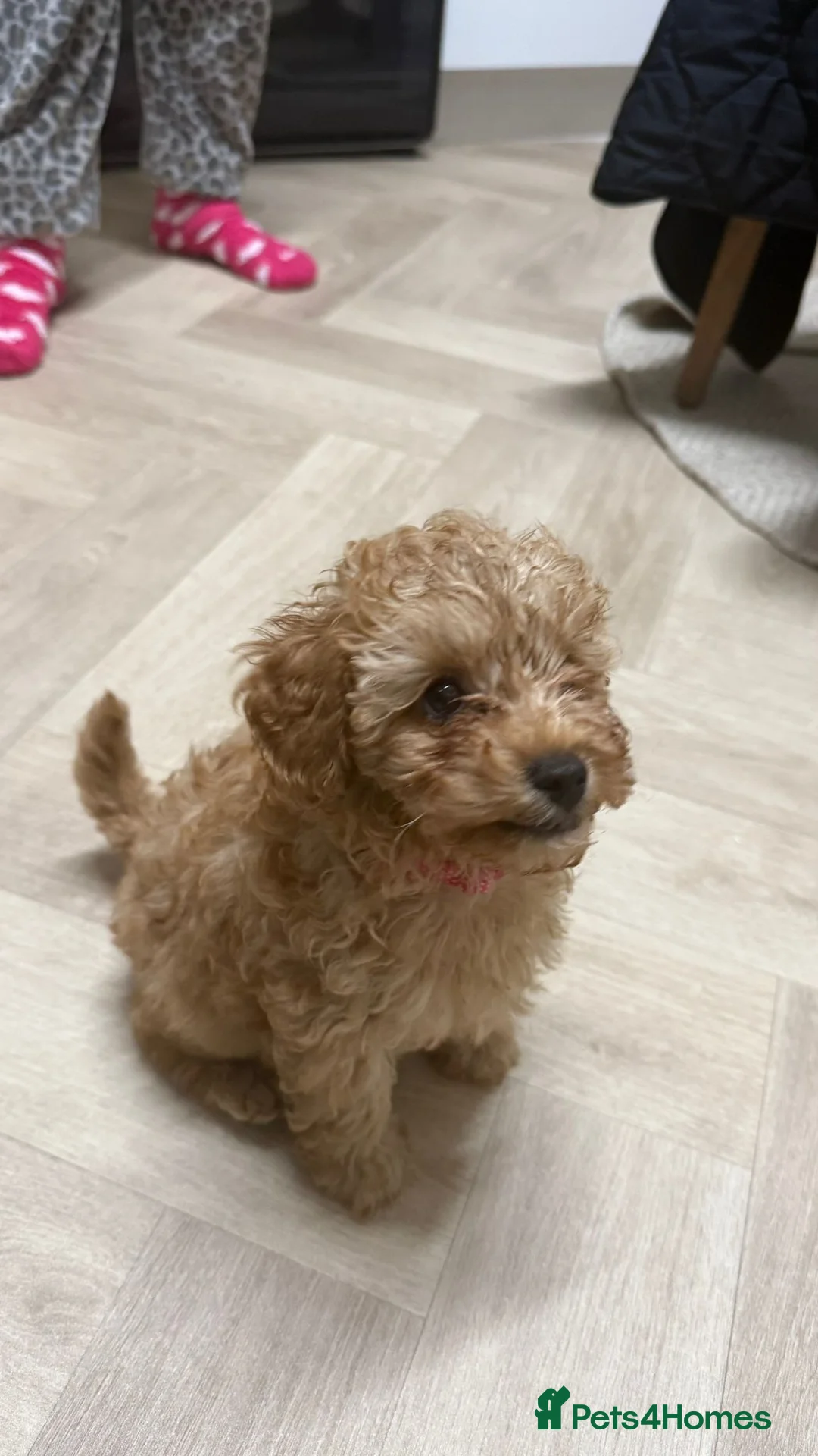 Toy Poodle dogs for sale: Apricot  female  toy poodle  - Advert 3