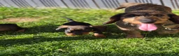 Dachshund dogs for sale: Wirehaired dachshund teckel pups in Crook - Advert 5