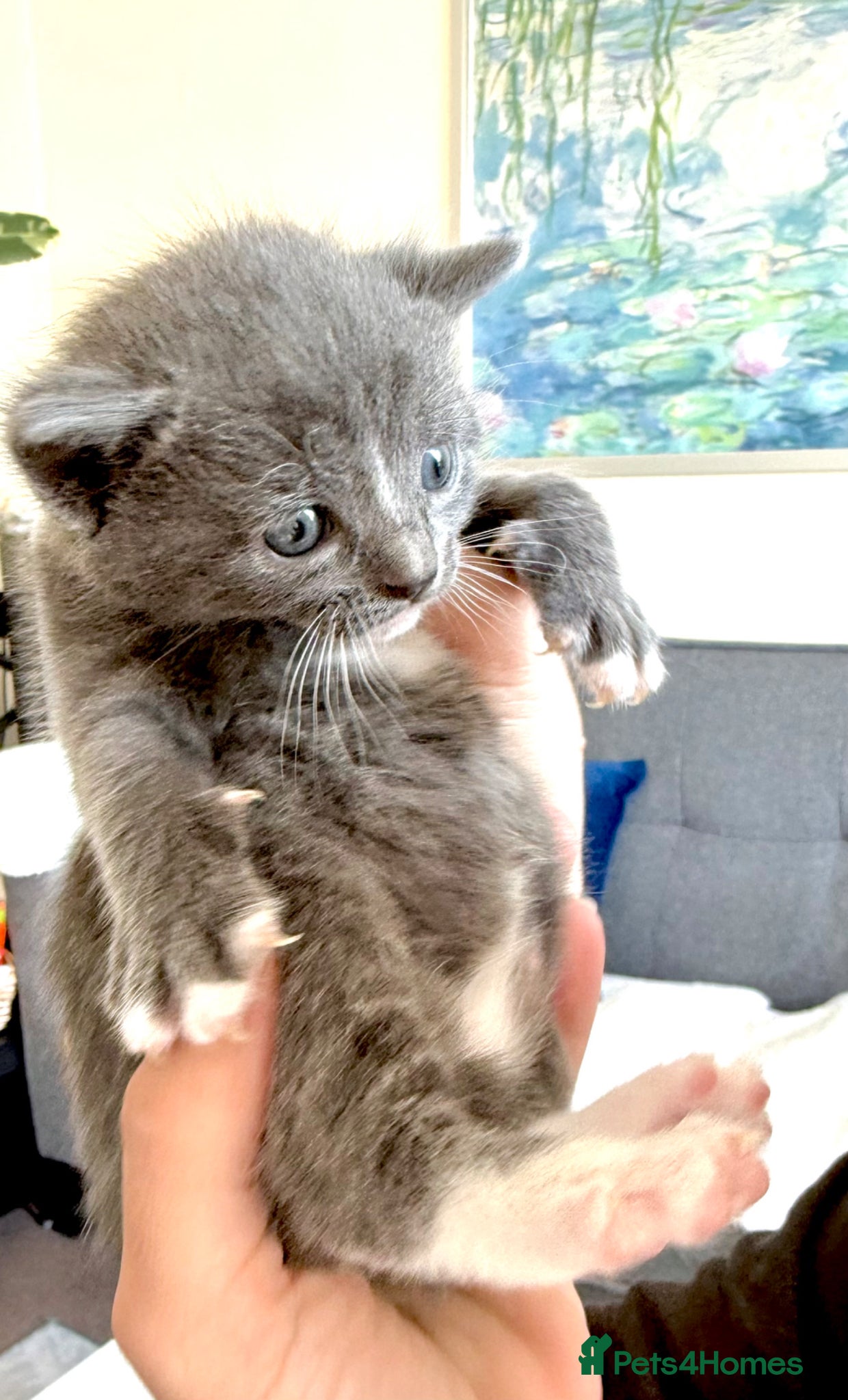 Mixed Breed cats Beautiful Bombay x Turkish Van Kittens🐾♥️ - Advert 8