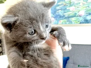 Mixed Breed cats Beautiful Bombay x Turkish Van Kittens🐾♥️ - Advert 1