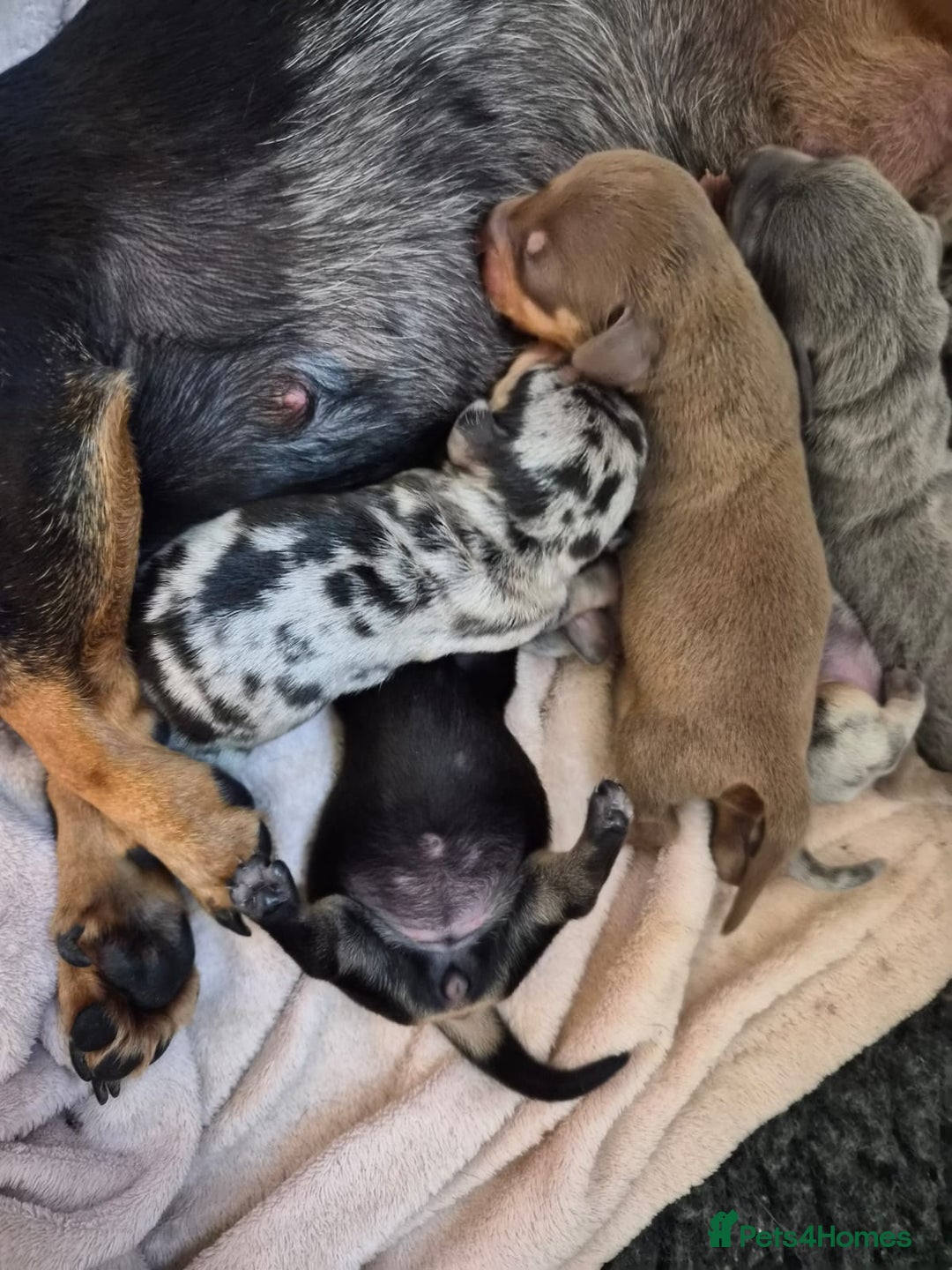 Miniature Dachshund dogs for sale: Amazing miniture dachshund puppies  - Image 21