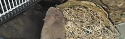 Hamster rodents for sale: Two Male Syrian hamster babies 4-5 weeks old - Advert 2