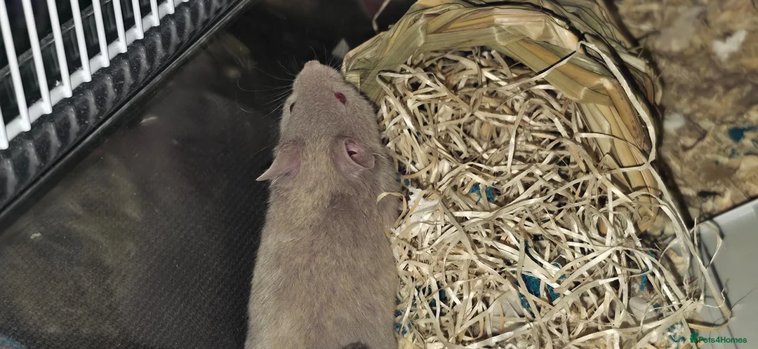 Hamster rodents for sale: Two Male Syrian hamster babies 4-5 weeks old - Advert 2
