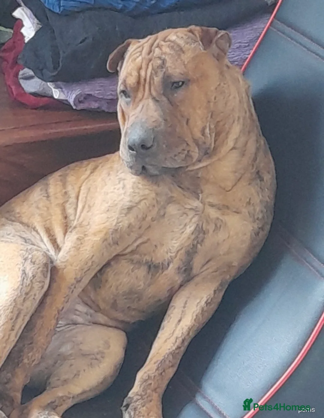 Mixed Breed dogs for sale: Mother and daughter, 3/4 Staffy 1/4 sharpei - Advert 2