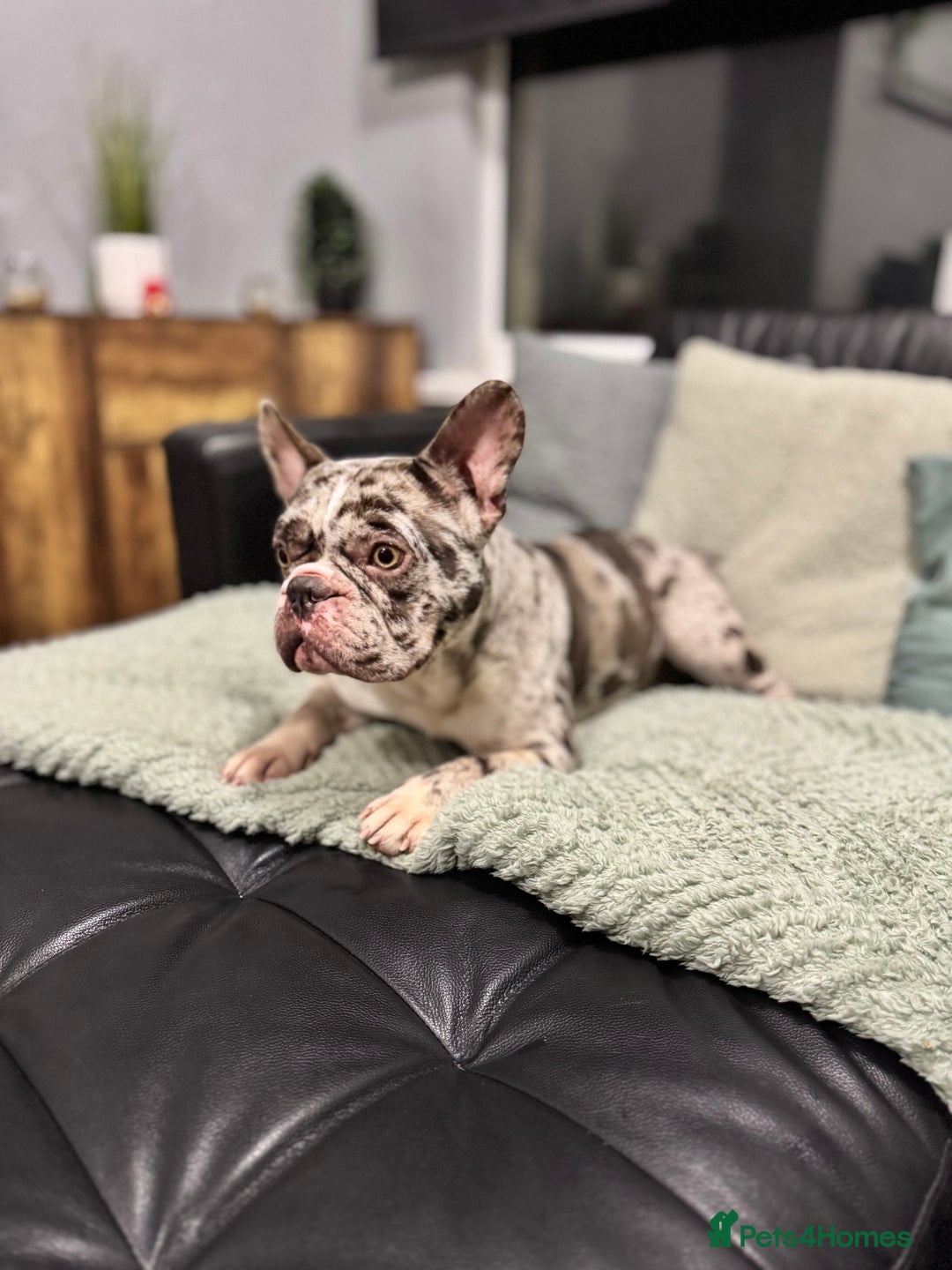 French Bulldog dogs for sale: French bulldog - Advert 2