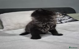 Maine Coon cats for sale: Stunning litter of maine coon kittens  - Advert 5
