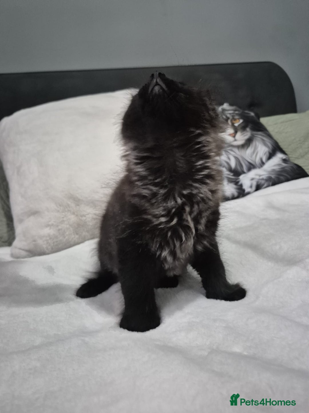 Maine Coon cats for sale: Stunning litter of maine coon kittens  - Advert 5