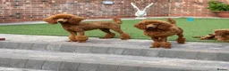 Poodle dogs for stud: Donnajays  5* PROVEN, HEALTH TESTED & PROFESSIONAL - Advert 12