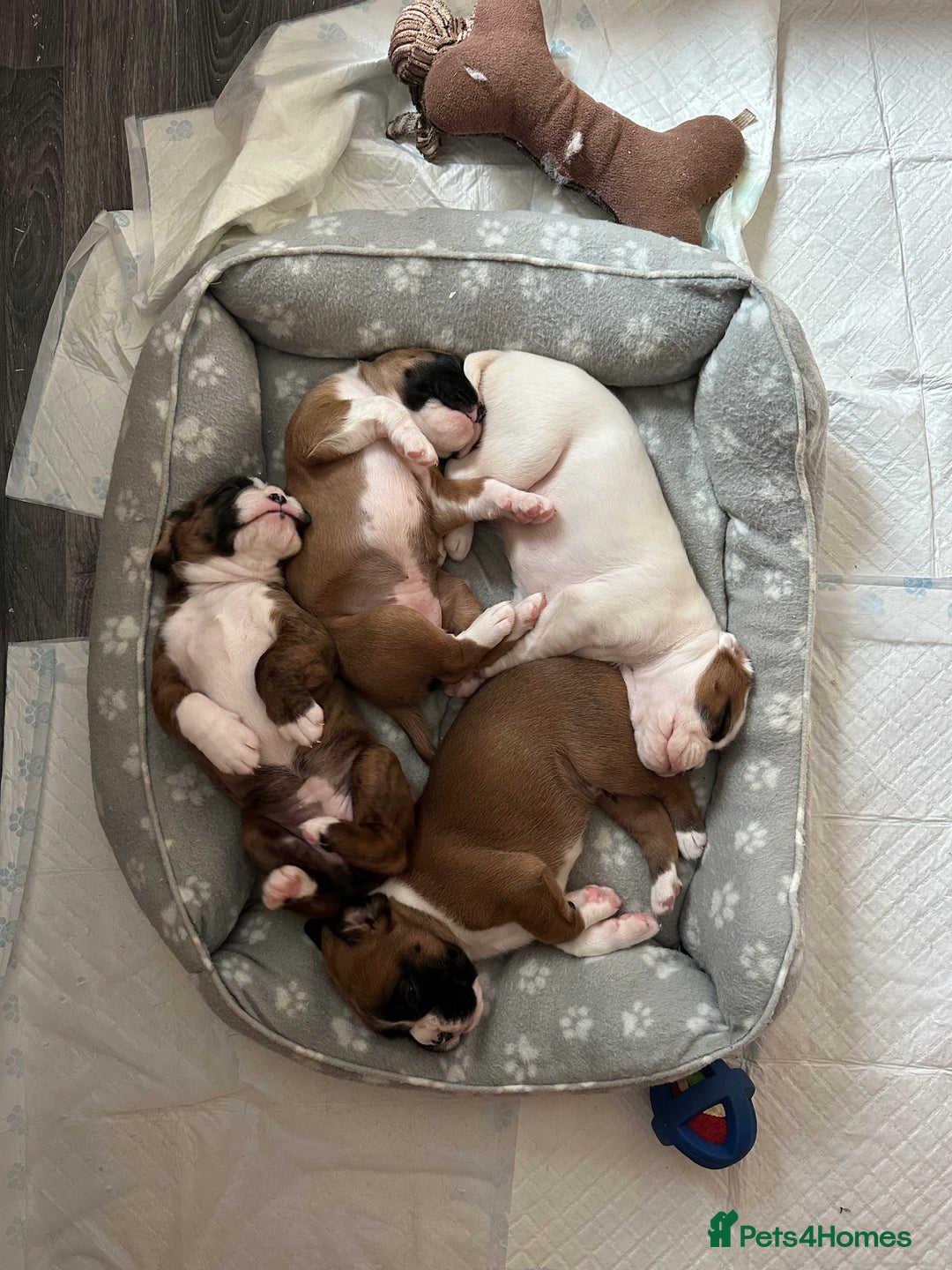 Boxer dogs for sale: 4 CHAMP BLOODLINE CHUNKY BOXER PUPS, bobtail/tail - Advert 2