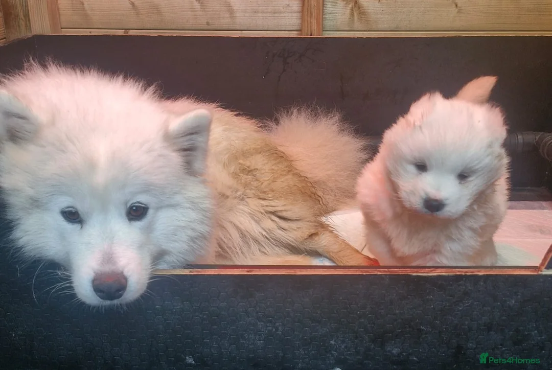 Samoyed dogs for sale: A beautiful little Samoyed girl for sale in Ashbourne - Advert 8