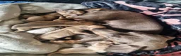 Dachshund dogs for sale: Beautiful dacshund puppies for sale - Advert 1