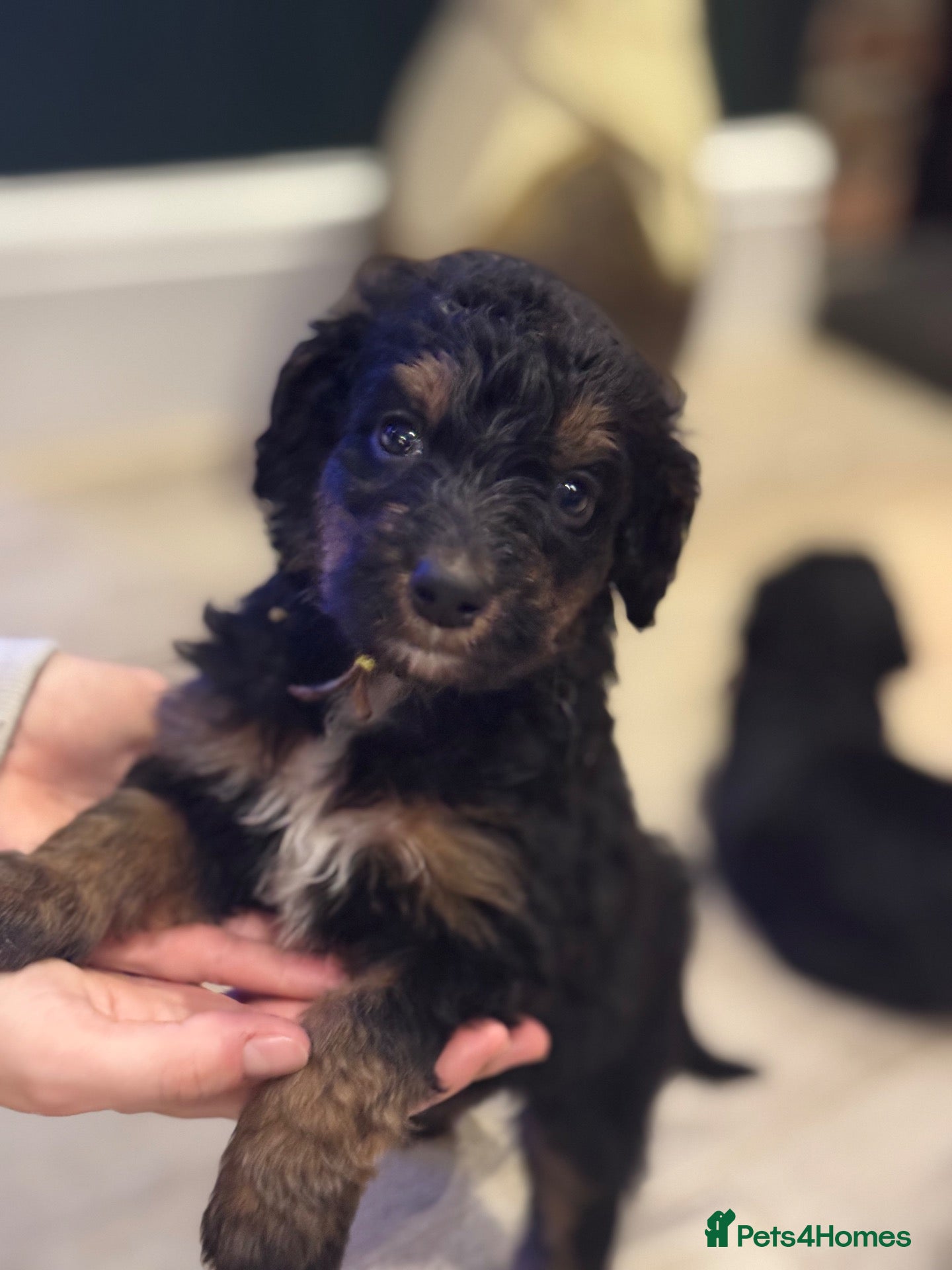 Bernedoodle dogs for sale: FI health tested Bernedoodles  - Advert 2