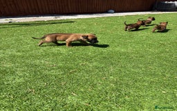 Belgian Shepherd Dog dogs for sale: Belgian Malinois puppies  - Image 14