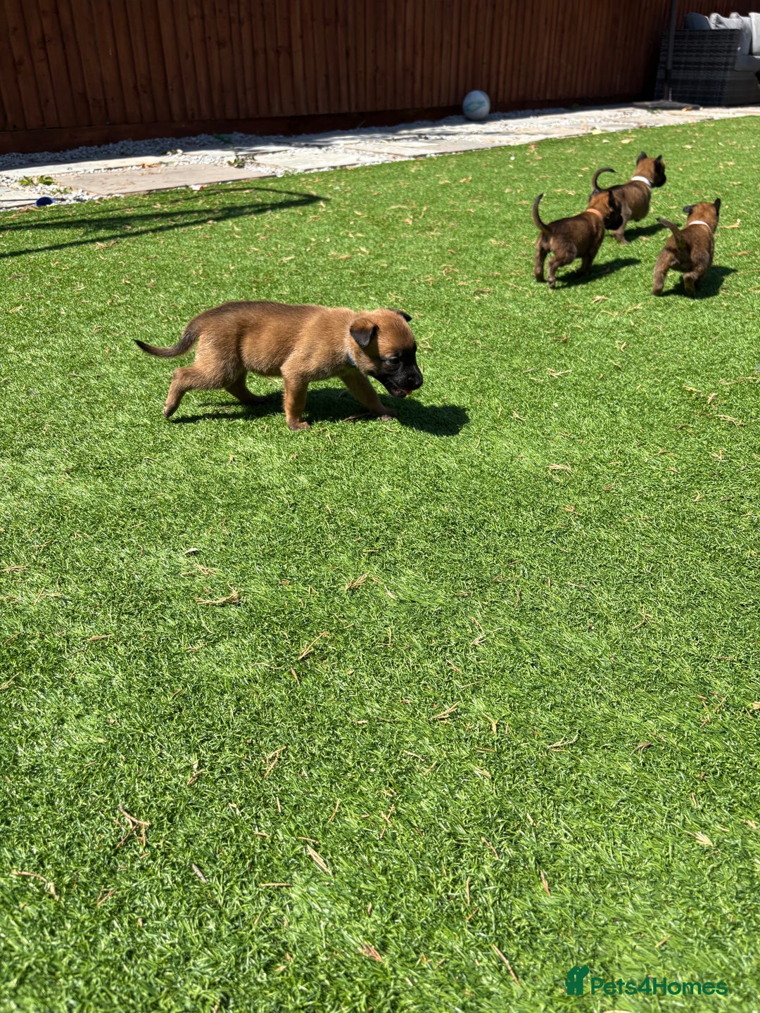 Belgian Shepherd Dog dogs for sale: Belgian Malinois puppies  - Image 14