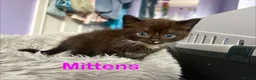 Mixed Breed cats for sale: Fluffy Kittens For Sale in Barry - Advert 16