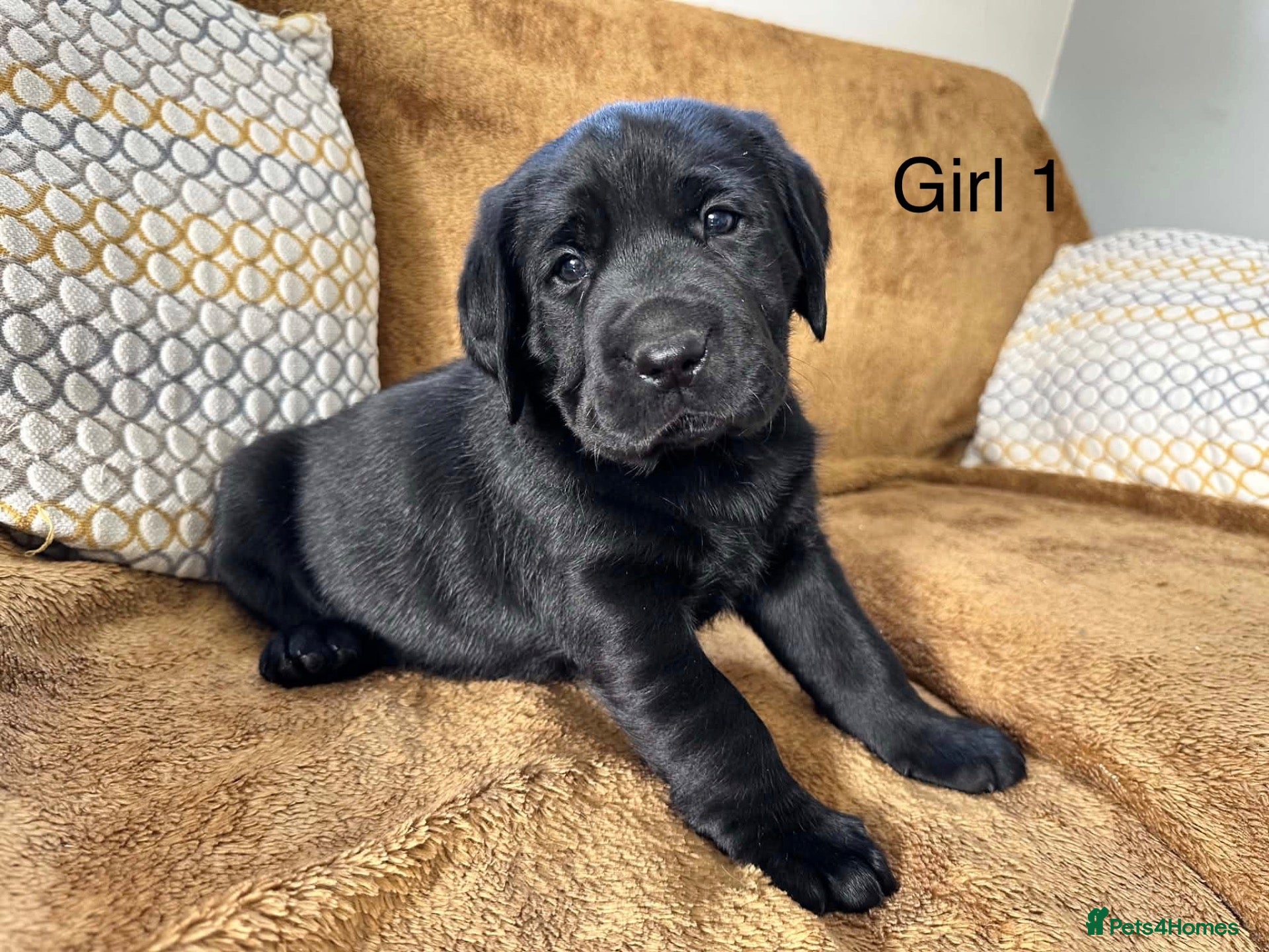 Labrador Retriever dogs Chunky Labrador puppies - Advert 2