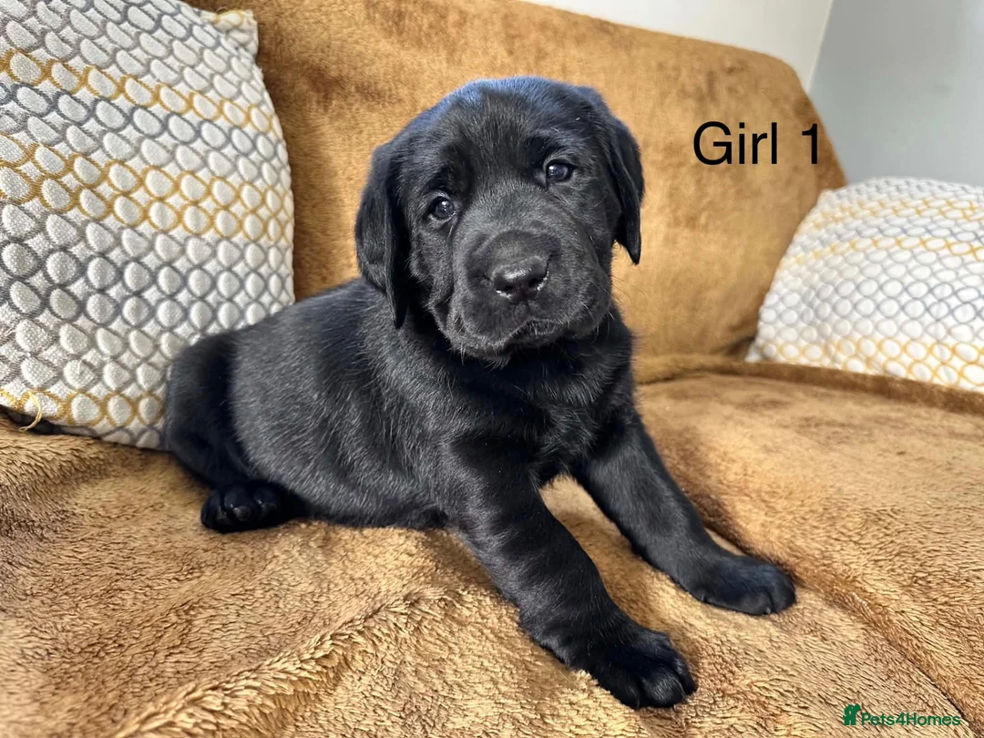 Labrador Retriever dogs for sale: Chunky Labrador puppies - Advert 2