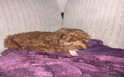 Toy Poodle dogs for sale: KC Registered gorgeous Red Toy Poodle Puppies - Image 14