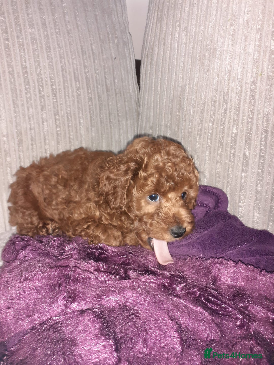 Toy Poodle dogs for sale: KC Registered gorgeous Red Toy Poodle Puppies - Image 14