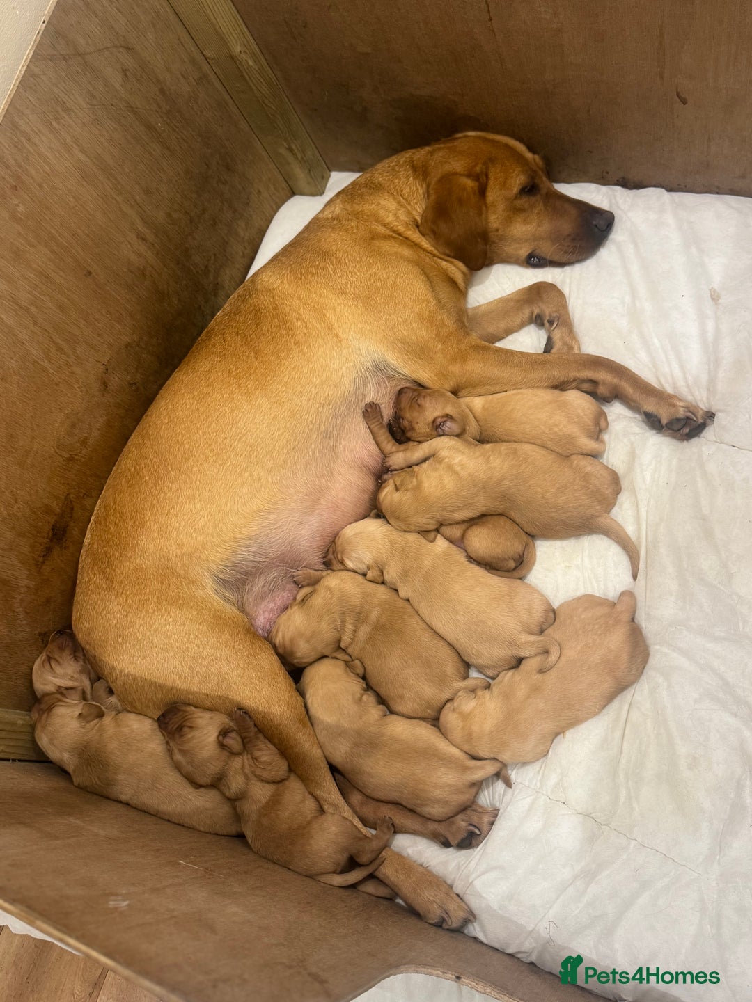 Labrador Retriever dogs for sale: Mixed Yellow and Red Labrador Puppies - Advert 16
