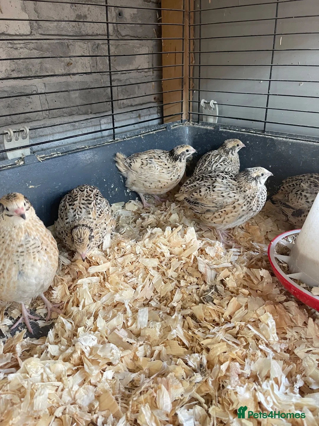 Quail poultry for sale: Quail hens - Advert 2