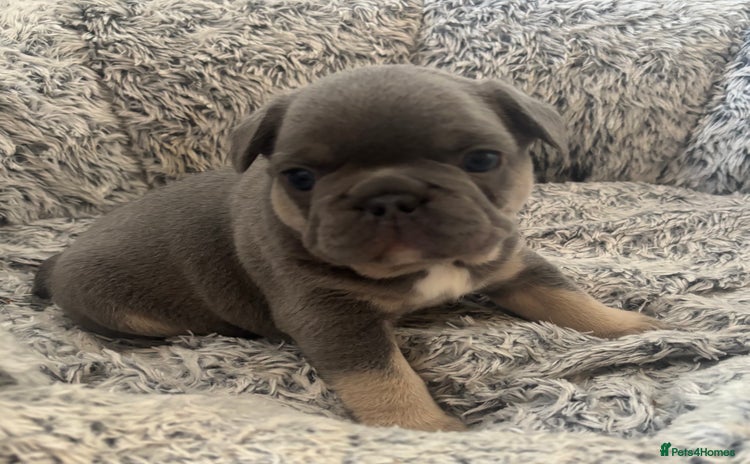 French Bulldog dogs - Advert 1