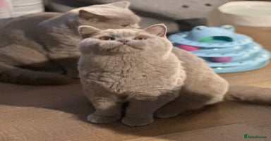 British Shorthair cats Exc   champion line - Advert 5