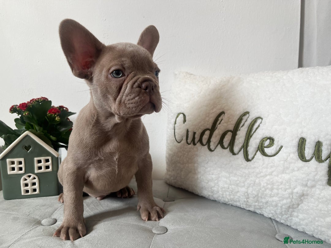 French Bulldog dogs for sale: 3 FRENCHIE MALE PUPS LEFT - Advert 6