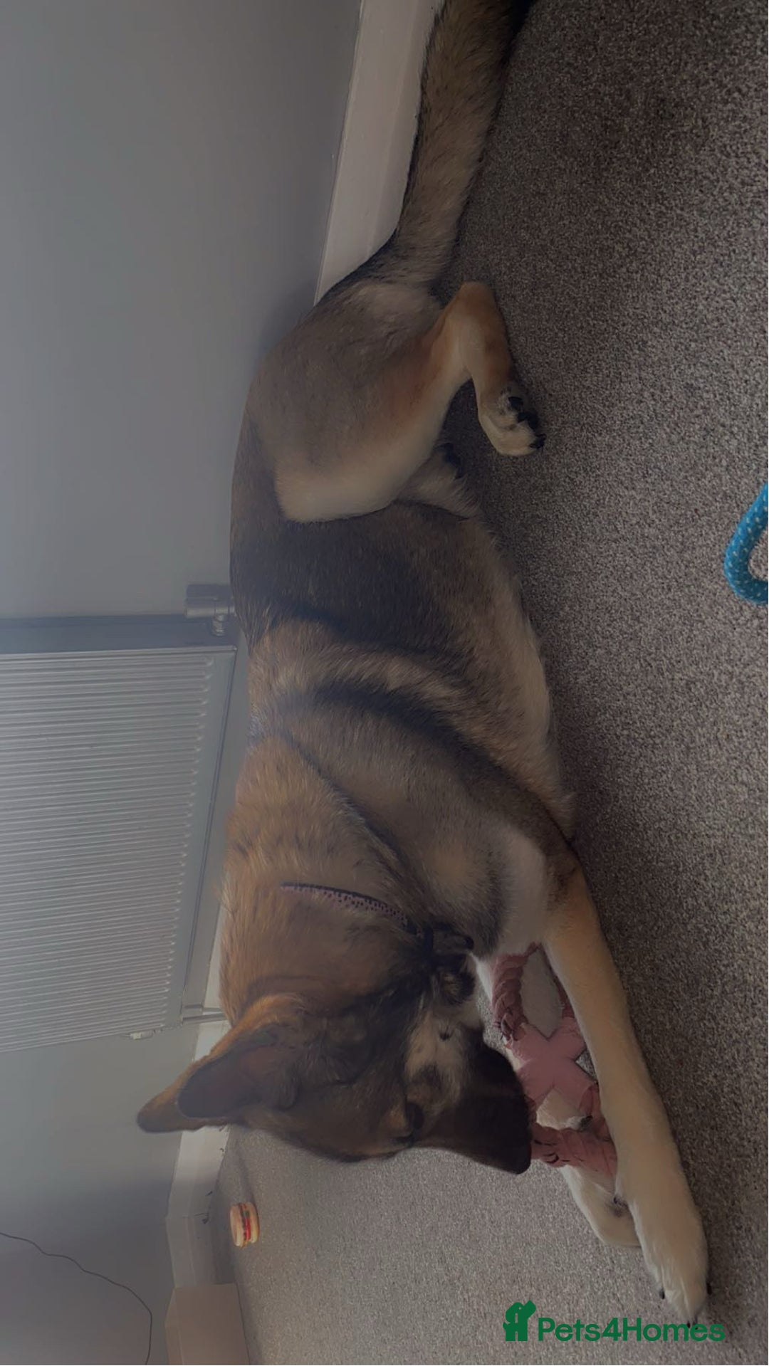 German Shepherd dogs for sale: River female German shepherd  - Advert 13