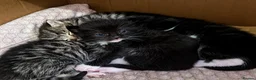 Mixed Breed cats for sale: Kittens - Advert 10