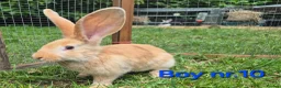Continental Giant rabbits for sale: Pure Continental Giant Vaccinated  - Advert 1