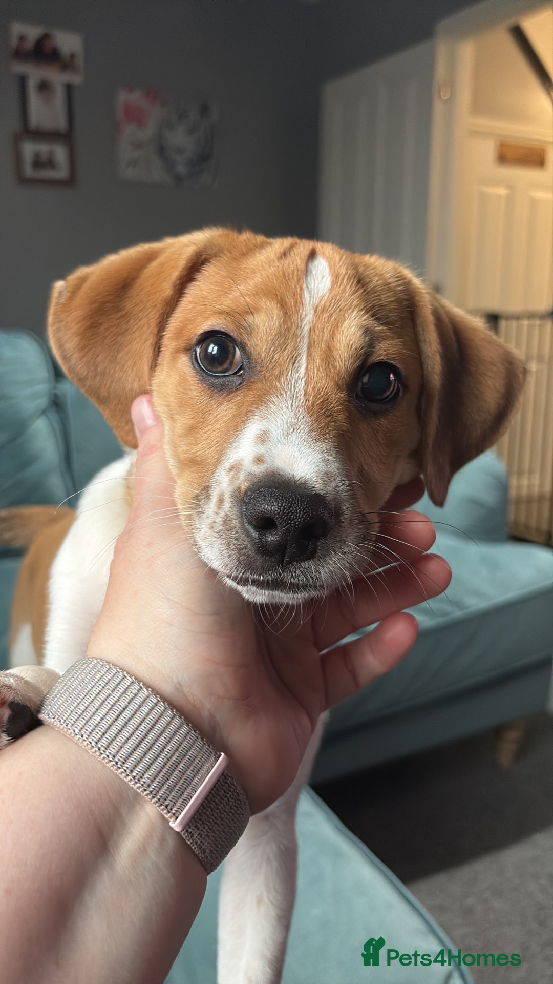 Mixed Breed dogs for sale: Adorable pup  - Advert 3