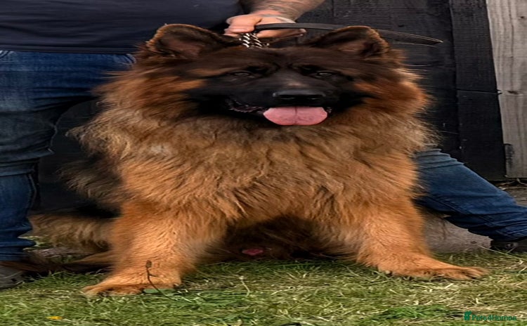 German Shepherd dogs Bear🤩kc reg proven long haired health tested stud - Advert 1
