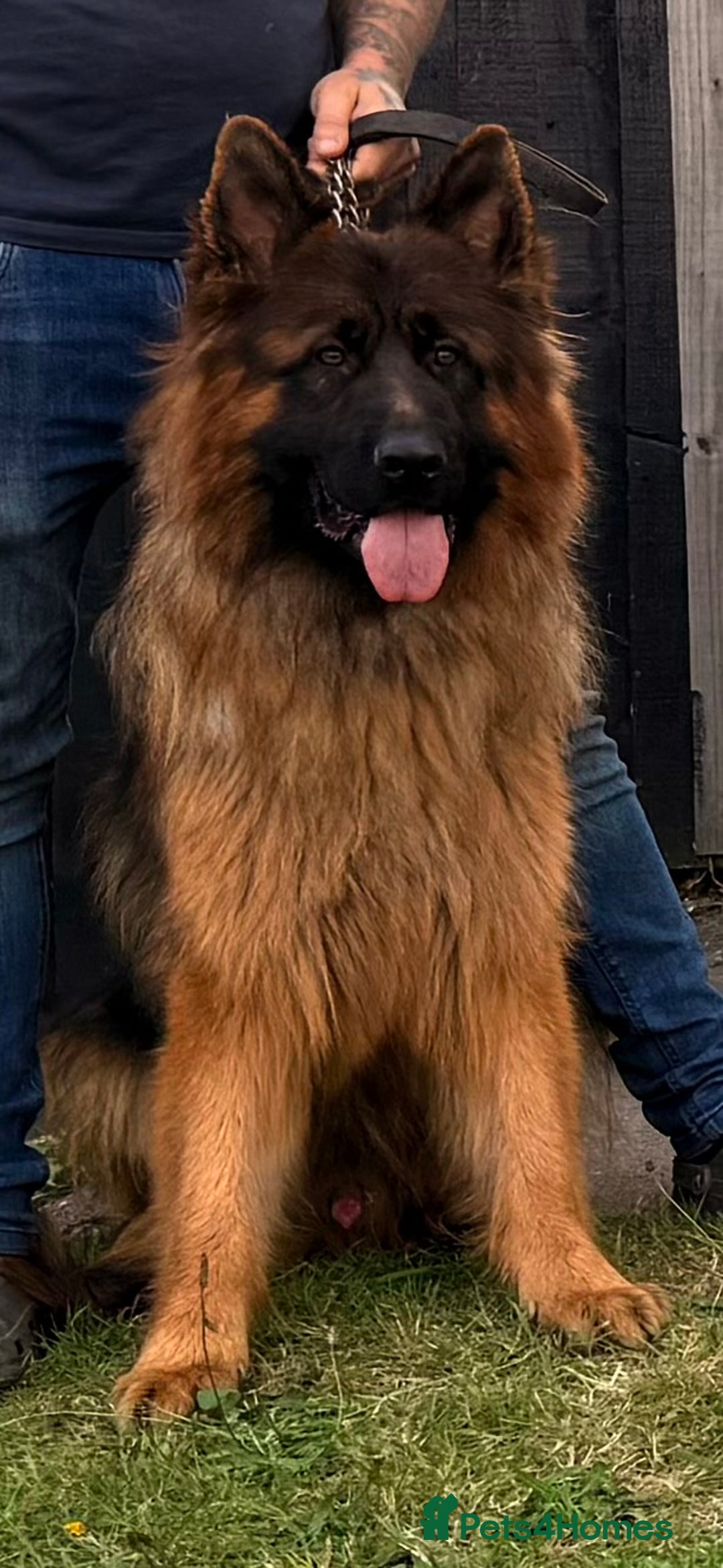 German Shepherd dogs for stud: Bear🤩kc reg proven long haired health tested stud - Advert 1