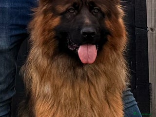 German Shepherd dogs Bear🤩kc reg proven long haired health tested stud - Advert 2