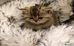 British Shorthair cats for sale: Blue, lilac, chocolate golden girls  - Advert 4