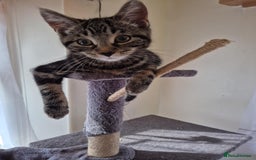 European cats for sale: Beautiful kitten looking for home - Image 7