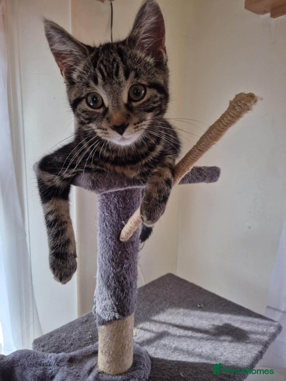 European cats for sale: Beautiful kitten looking for home - Image 7