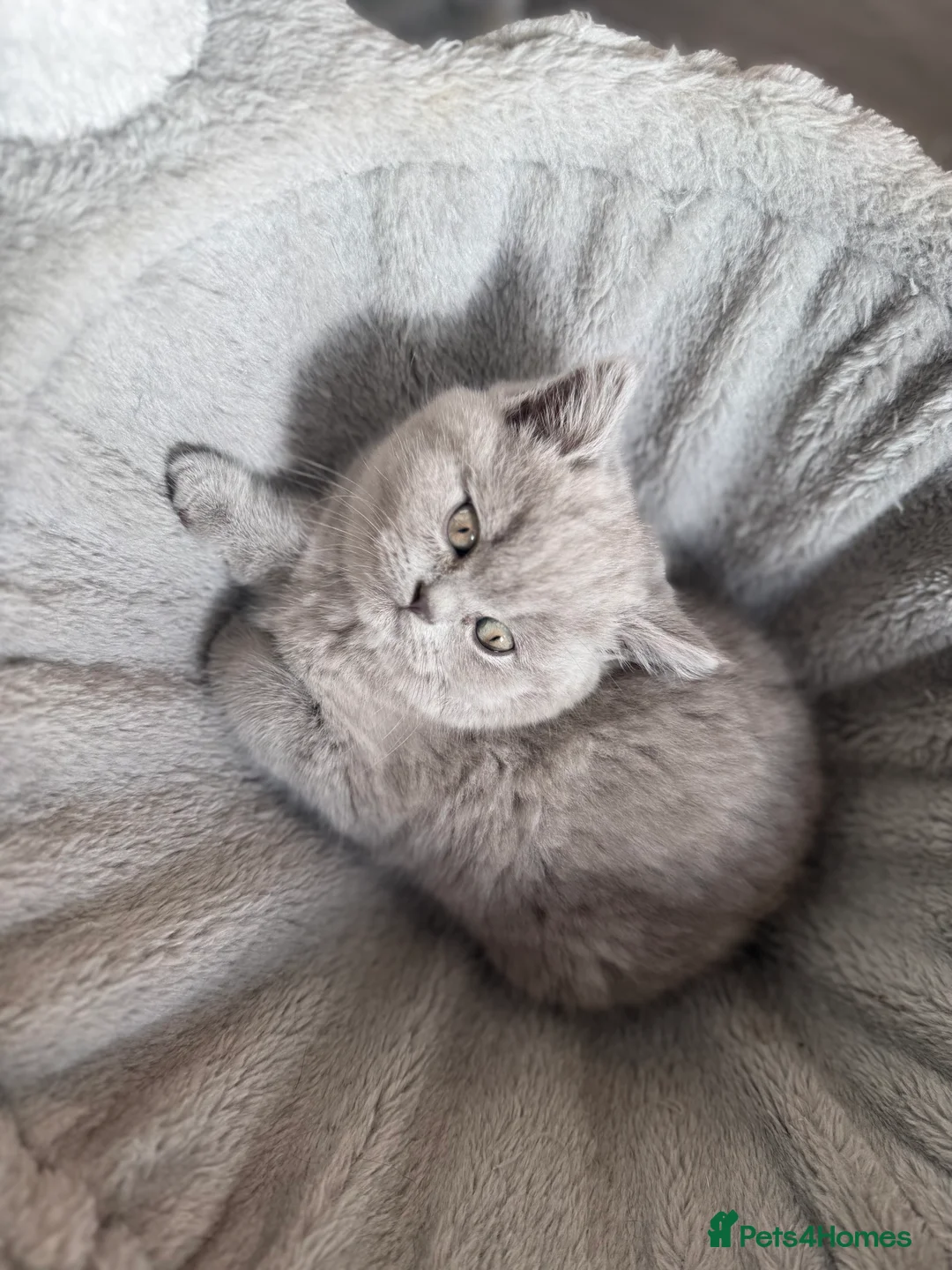 British Shorthair cats for sale: 2 British shorhair girls available  - Advert 17